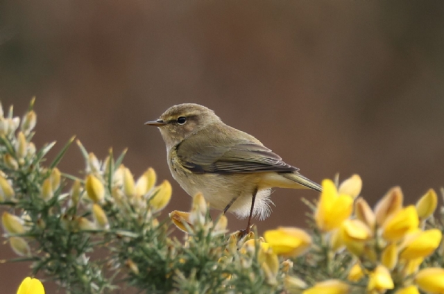 Chiffchaff 2024. Acknowledgement to Margaret Ronaldson